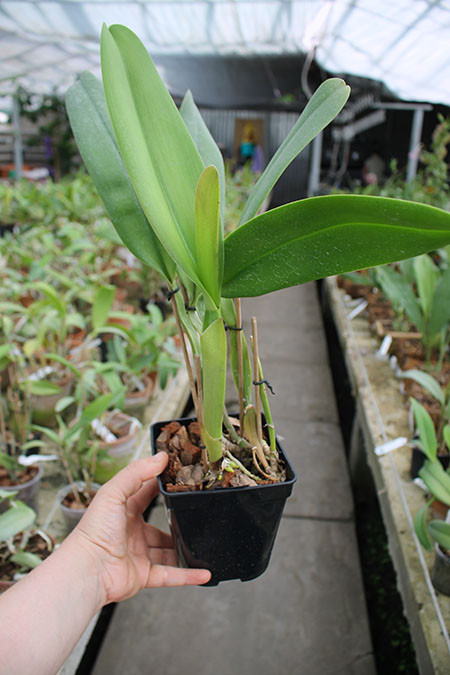 Rhynchosophrocattleya Mormilani Jewel 'Chunfong'.jpg