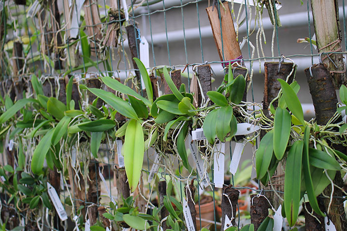 Cattleya dowiana aurea.jpg