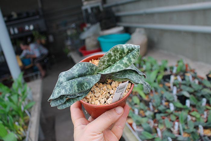 Paphiopedilum vietnamense.jpg