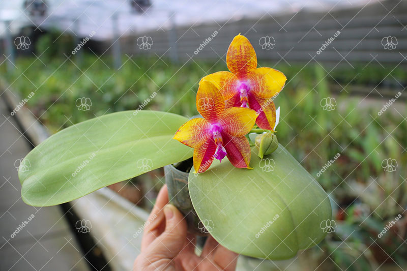 Phalaenopsis Ld's bear King 'Yk-14'.jpg