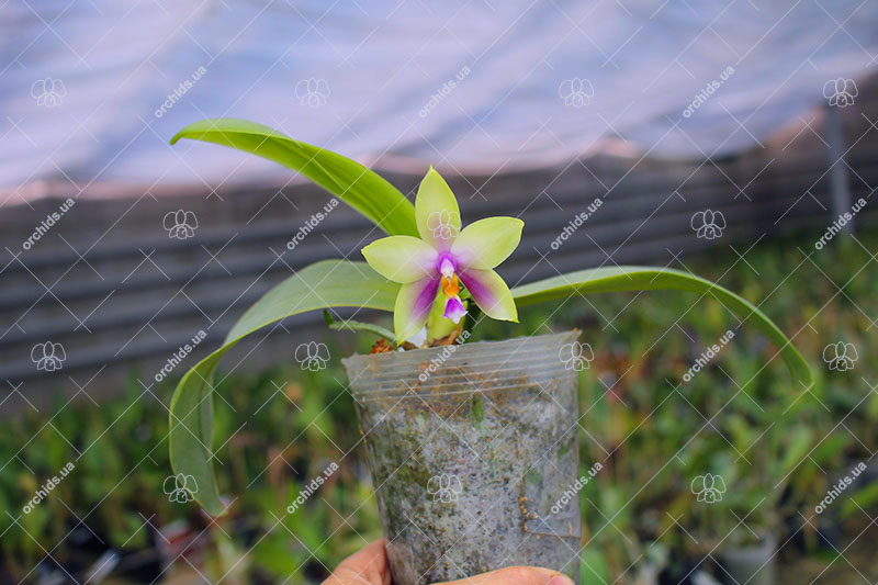 Phalaenopsis LDs Bear Queen x violacea blue 'Big'.jpg