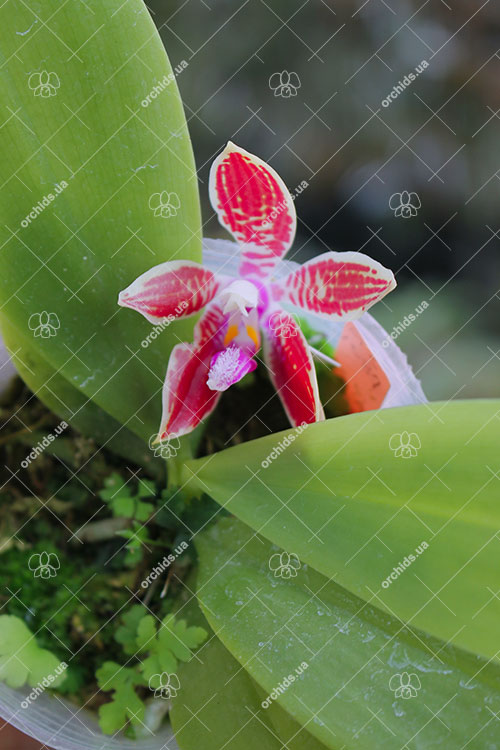 Phalaenopsis corningiana 'Ching Hua'.jpg