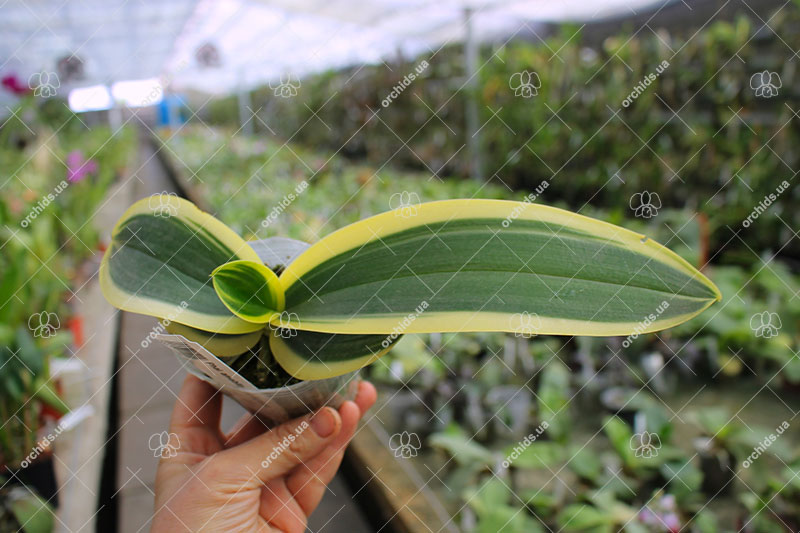 Phalaenopsis amabilis variegated.jpg
