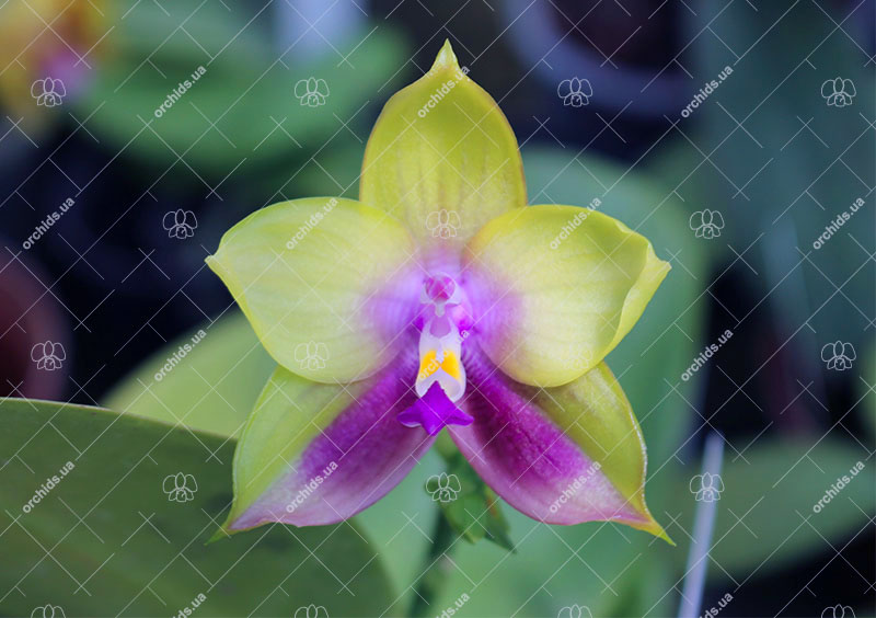 Phalaenopsis Mituo Prince 'Chin Ming'.jpg