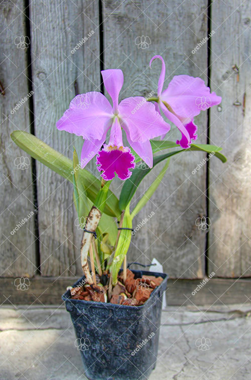 Cattleya warneri integra 'Evandro Perini' x inegra-orlata-pincelada 'Leonor'.jpg