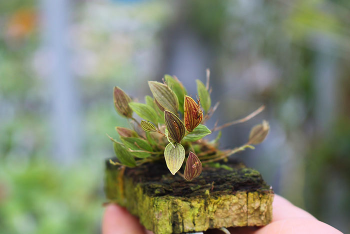 Lepanthes hexapus.jpg