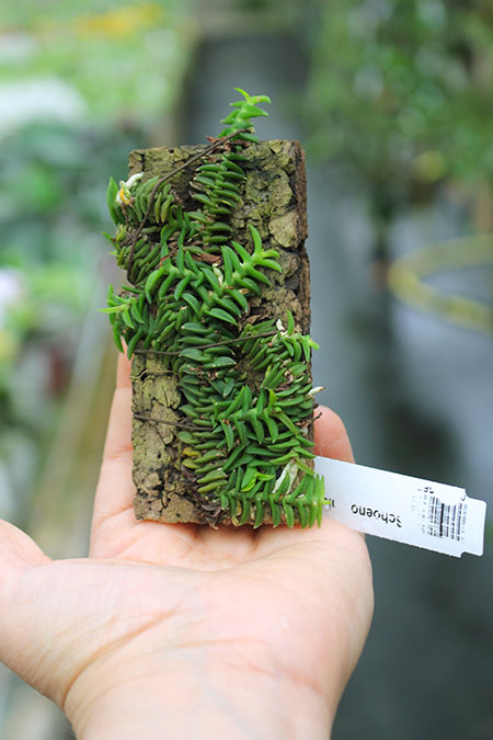 Schoenorchis scolopendria.jpg