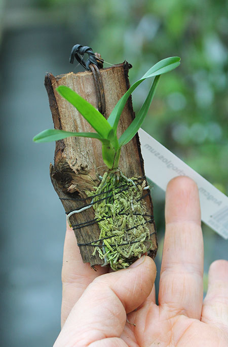 Angraecum conchoglossum.jpg