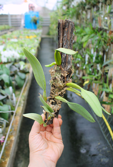 Bulbophyllum fascinator.jpg