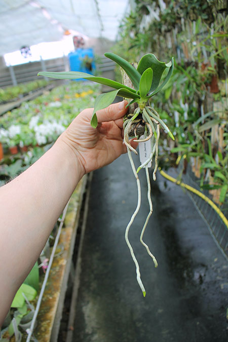 Sedirea japonica.jpg