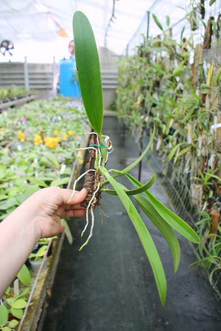 Cattleya eldorado semi-alba 'Caracas' (MC).jpg