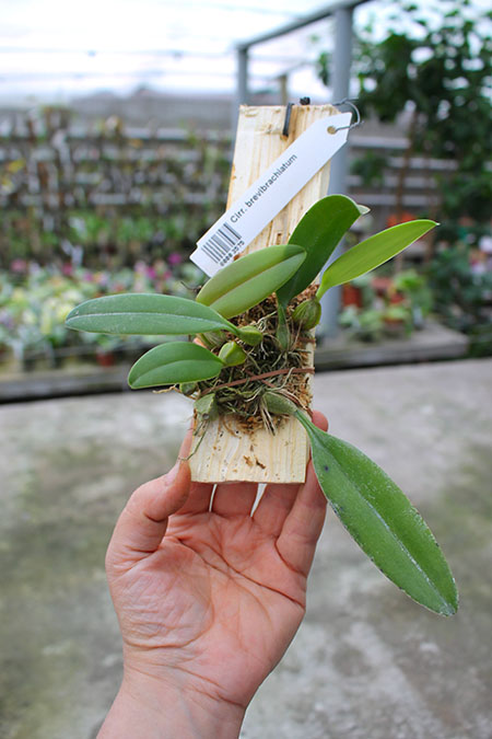 Cirrhopetalum brevibrachiatum.jpg