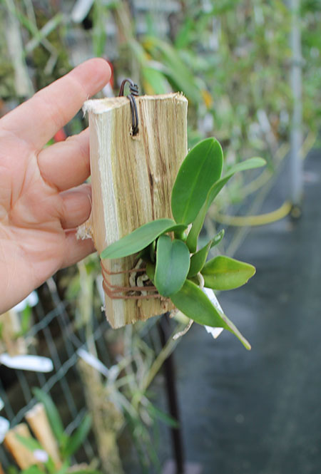 Potinara Chian-Tzy Goldenorange 'Golden Boy'.jpg