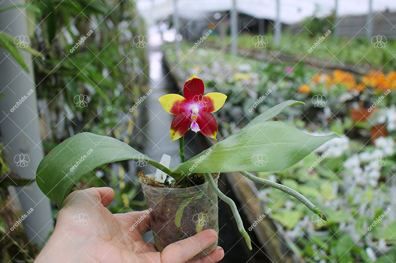 Phalaenopsis Tying Shin Fly Eagle 'TS-66'.jpg