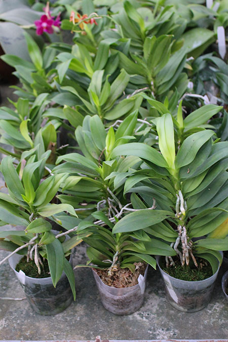 Renanthopsis Azimanna.jpg