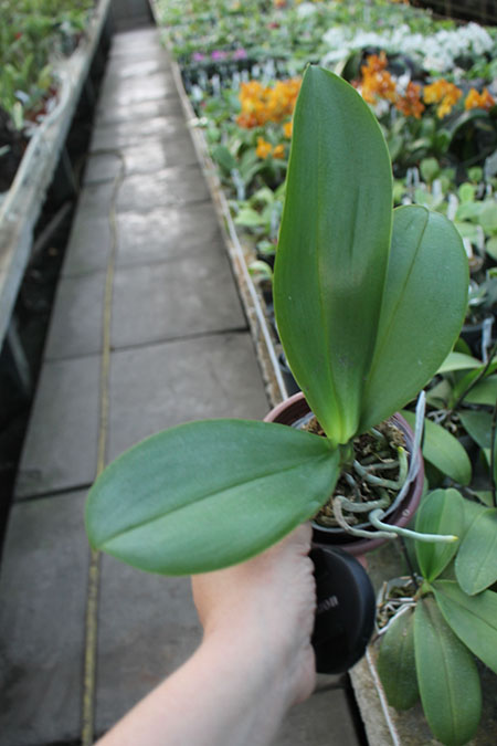 Phalaenopsis I-Hsin Samuel (stuartiana x I-Hsin Banana Dream).jpg