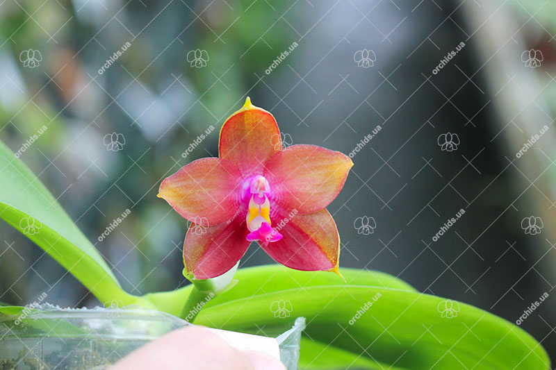 Phalaenopsis Yaphon 'Oh Mygod' x Chienlung 'Happy Queen'.jpg