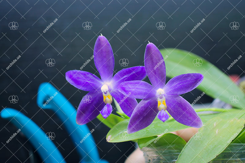 Phalaenopsis YangYang Blue Berry.jpg