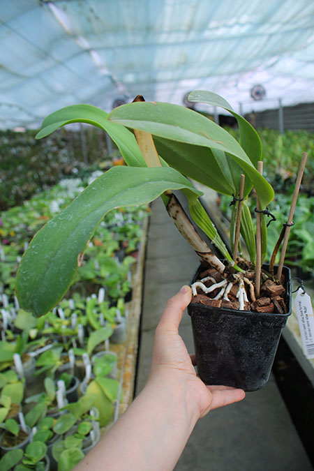 Cattleya warneri semi alba (boa forma) x Cattleya warneri semi alba 'Rubi'.jpg