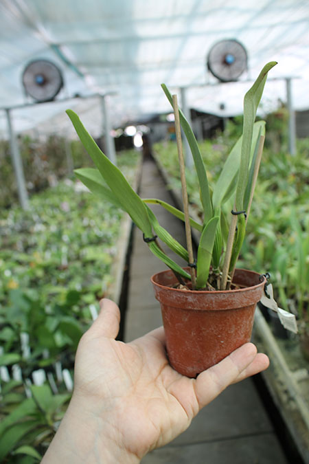 Cattleya mossiae concolor x SELF.jpg