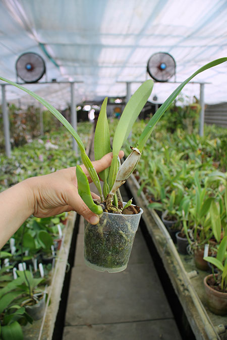 Cattleya mossiae var semi-alba.jpg