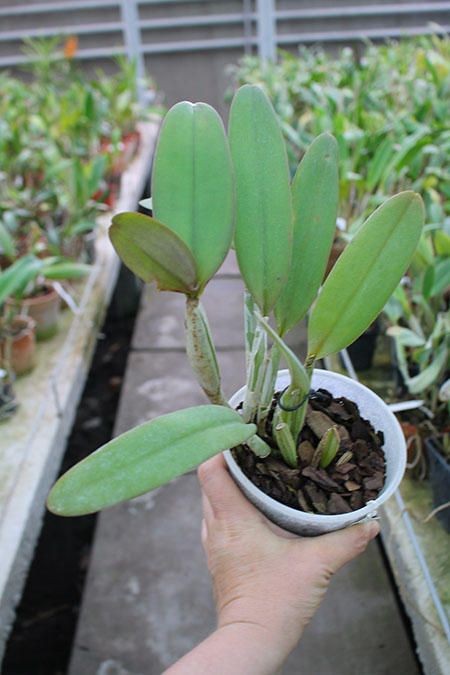 Cattleya lueddemanniana coerulea 'Lena' x Cattleya lueddemanniana coerulea 'Celeste'.jpg