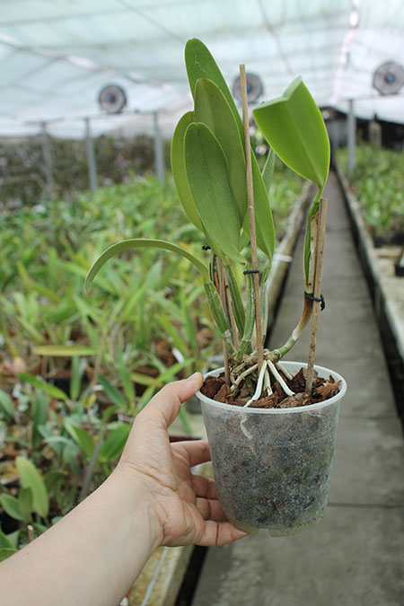 Cattleya lueddemanniana coerulea (Ssique x Murillo) x Cattleya lueddemanniana coerulea (Mariauxi x Amparo).jpg