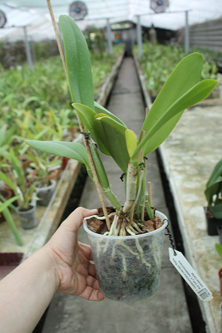 Cattleya lueddemanniana coerulea 'Pedra Azul' XXX x Cattleya lueddemanniana coerulea 'Caribe'.jpg