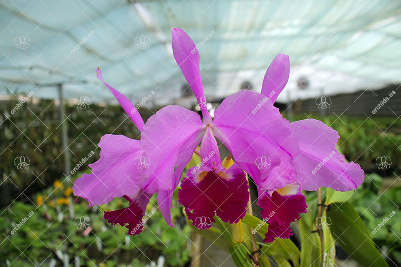 Cattleya warneri tipo 'Maravilha' (escura) x integra-orlata 'AWZ'.jpg