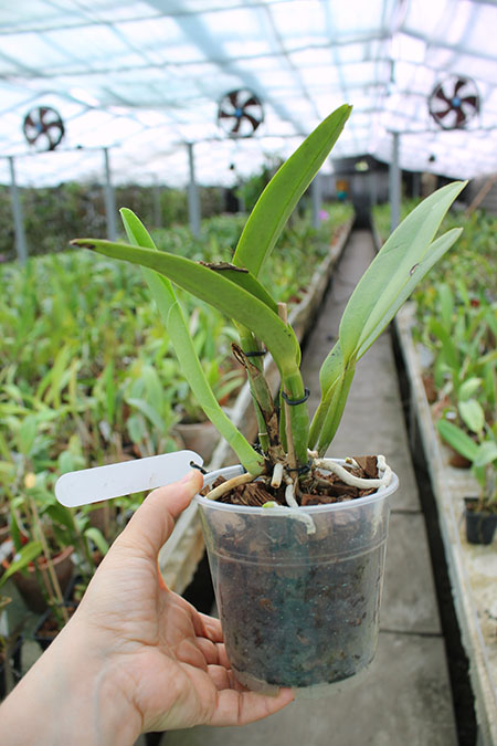 Cattleya maxima semi-alba 'La Pedrena'.jpg