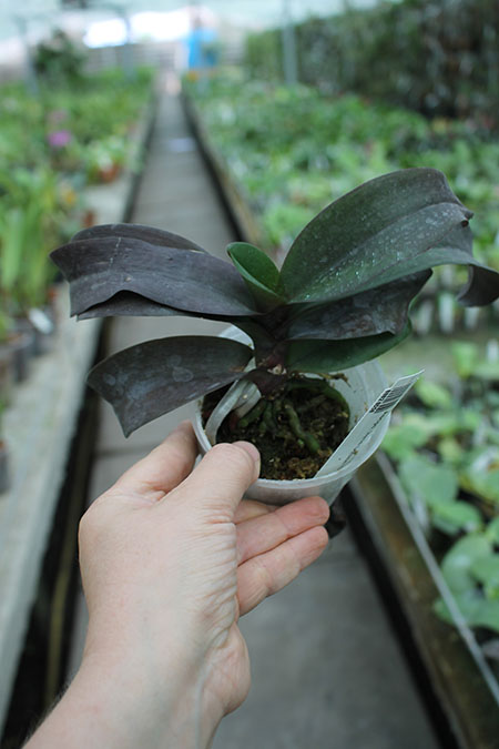 Asconopsis Irene Dobkin 'Orange'.jpg