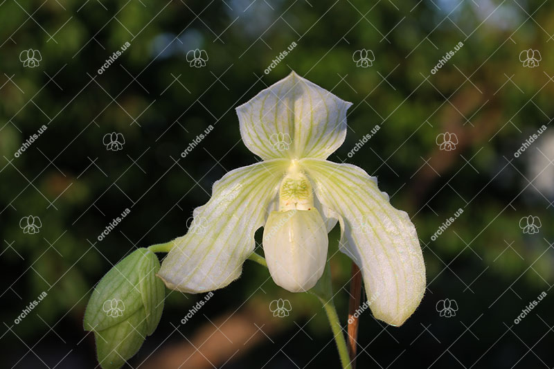 Paphiopedilum godefroyae alba x philippinense alba.jpg