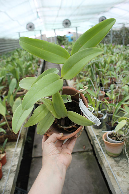Cattleya amethystoglossa dark spots x sib.jpg