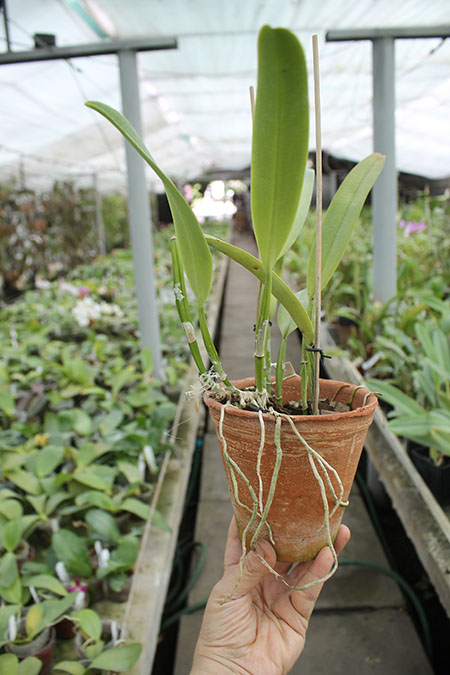Cattleya trianae trilabelo 'AWZ' x Cattleya trianae aquinada 'AWZ'.jpg