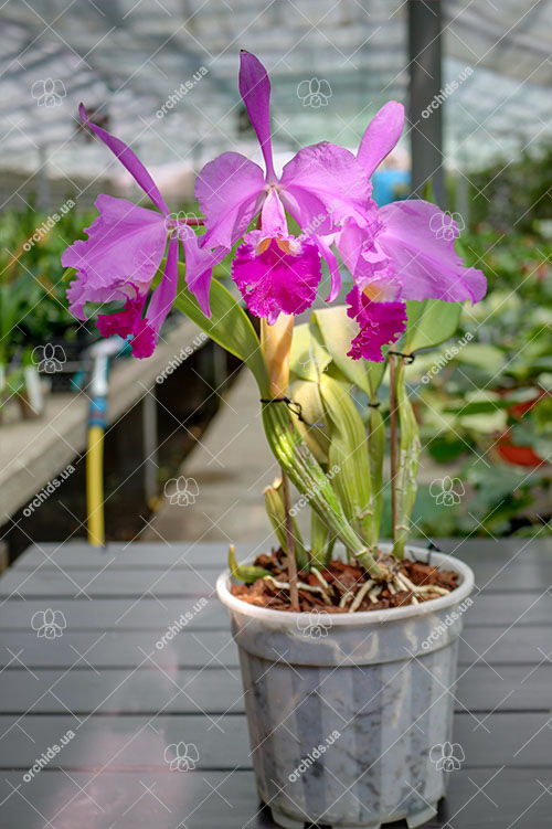 Cattleya warneri tipo 'Maravilha' (escura) x integra-orlata 'AWZ'.jpg
