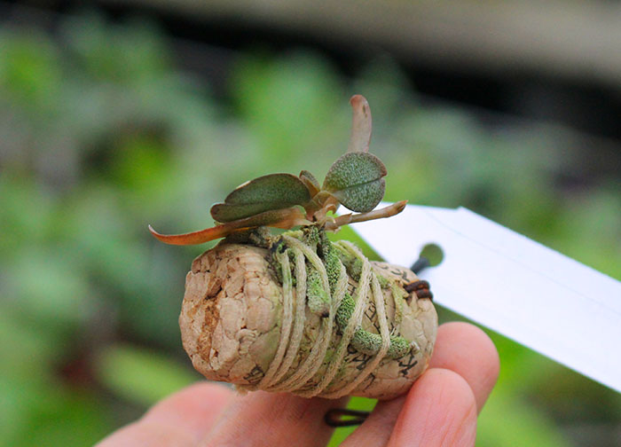 Aerangis punctata.jpg