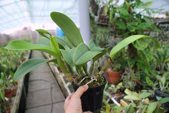 Cattleya Sea Breeze.jpg