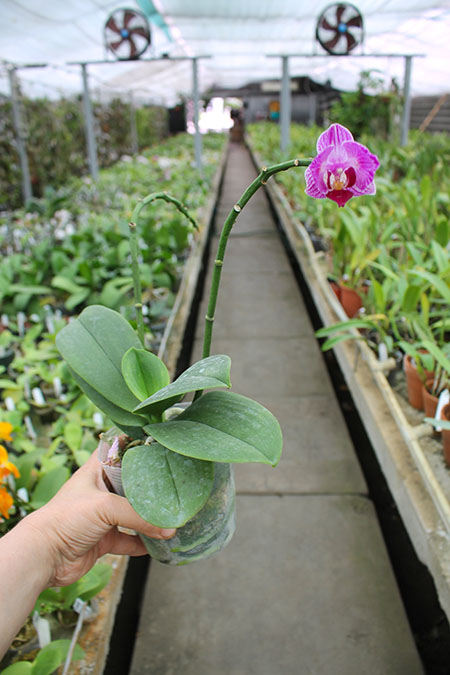 Phalaenopsis (King Shian Stripes x Sogo Vivien).jpg