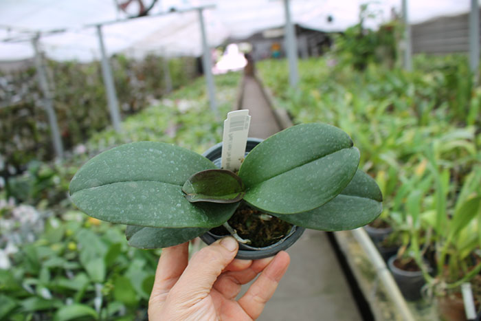 Phalaenopsis I Hsin The Big Bang.jpg