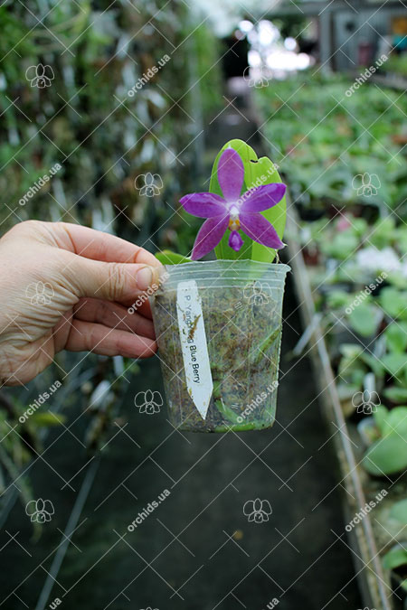 Phalaenopsis YangYang Blue Berry.jpg