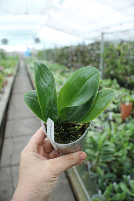 Phalaenopsis Tzu Chiang Chrisna (Phalaenopsis Timothy Christopher x Phalaenopsis Yungho Geld Canary).jpg