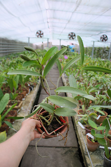 Cattleya Green Emerald 'Orchid Queen' (Cattleya Elizabeth Mahon x Cattleya Thospol Spot).jpg