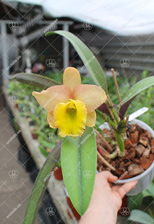 Potinara Luna Jaune 'Celebration' x Brassavola digbyana.jpg