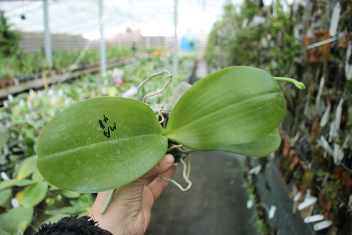 Phalaenopsis Mituo Sun 'Mituo#2' x Mituo King Bellina.jpg