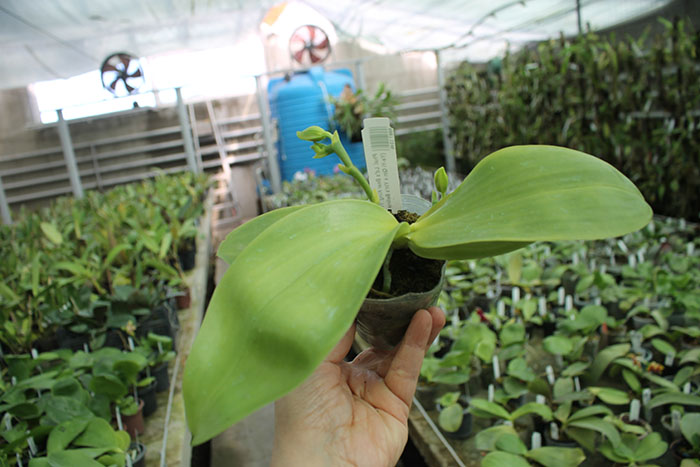 Phalaenopsis Ld's Bear King 'YK-14' x (Ya-Yi Qin x Yin's Bel).jpg