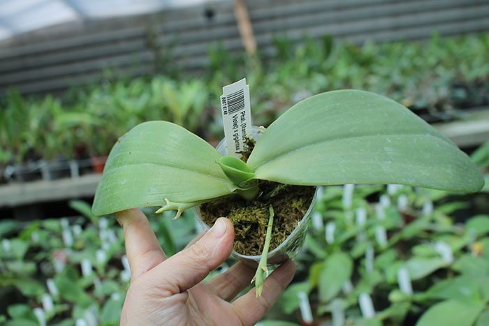 Phalaenopsis (Mambo x Corning's Violet) x gigantea.jpg