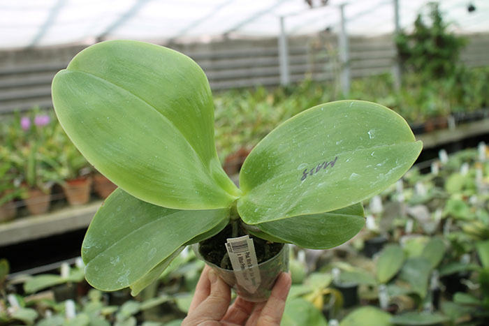 Phalaenopsis Miro Super Star 'Rainbow' x Mituo Prima 'Mituo #1'.jpg