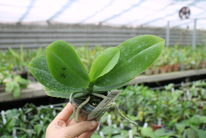 Phalaenopsis Miro Sun Beauty 'Goose Yellow'.jpg