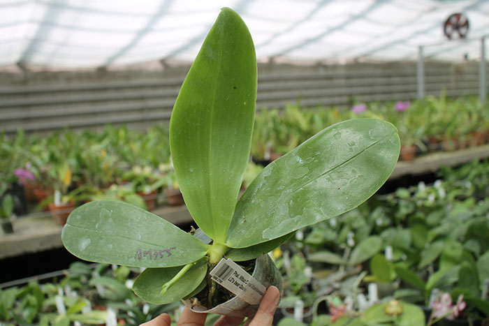 Phalaenopsis Mituo Coral Mambonosa x LD's bear Queen.jpg