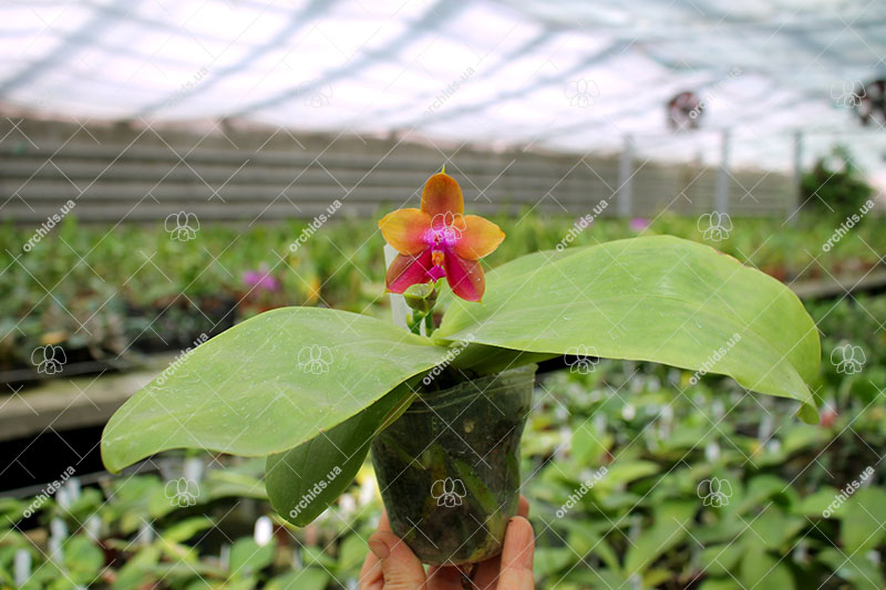 Phalaenopsis Mituo Prince 'Y' x Mituo King Bellina 'R'.jpg